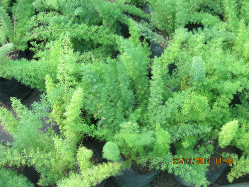 Asperagus Mary