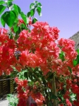 Bougainvillea mahara orange