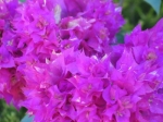 Bougainvillea mahara purple