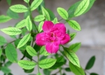 Button Rose pink