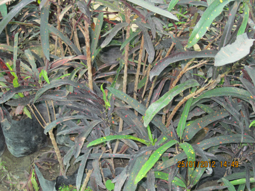Croton Black