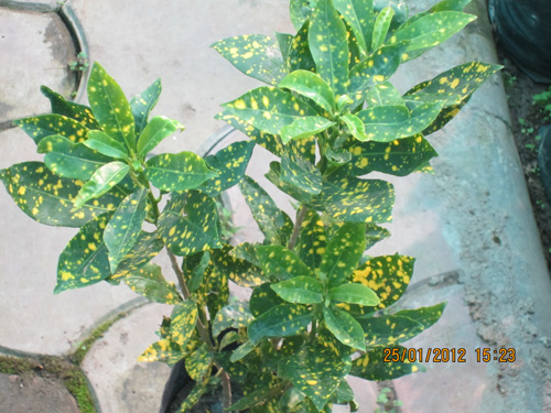 Croton Liliput