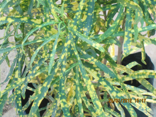 Croton Liliput
