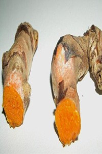 Curcuma+longa+haldi