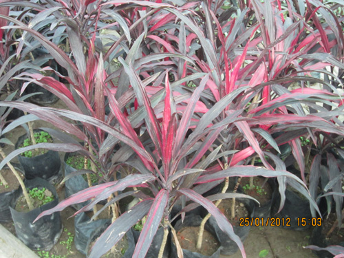 Dracena Rozia