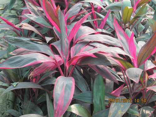 Dracena Tricolour