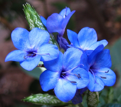 Eranthemum Nervosum