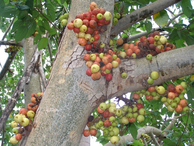 FicusRacemosa-gular
