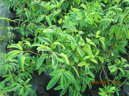 Lemonia Variegeta