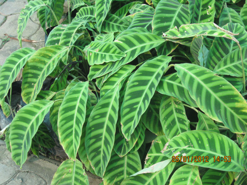 Moranta Zebrena