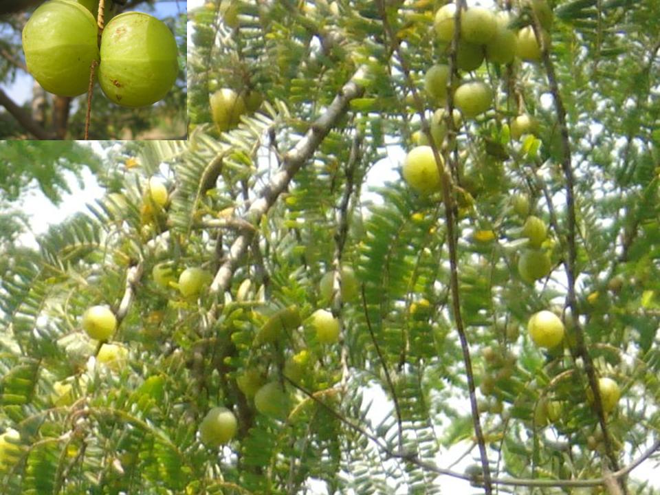 Phyllanthus_Emblica_L_Amla