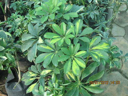 Sefillera Variegeta