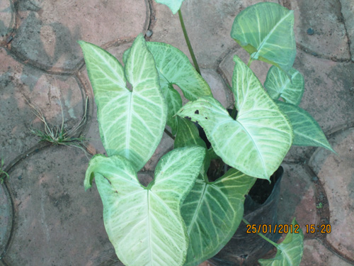 Singonium