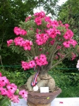 Bonsai 