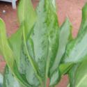 aglonima