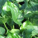alocasia