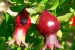 anar