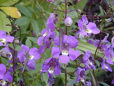 angelonia_blue