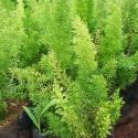 asparagus marry
