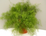 Hanging Plants 
