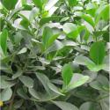 balsam apple