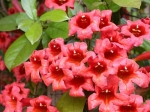 bignonia capreolata