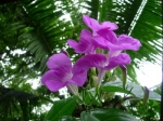 bignonia magnifica