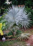 Palms & Cycas 