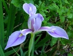 blue_iris
