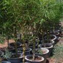 buddha belly bamboo
