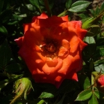 button rose orange