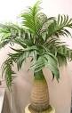champagne palm