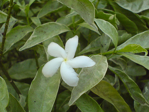 Shrubs 