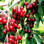 cherry2