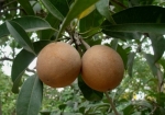 chikoo1