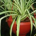 chlorophytum comosum