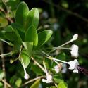 clerodendron
