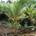 coconut palm