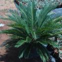 cycas revoulta