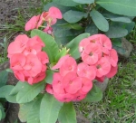 euphorbia-milii