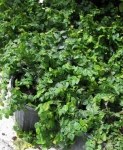 ficus repens