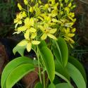 galphimia vine