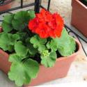 geranium red