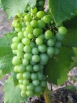 grape