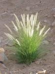 green umbrella grass