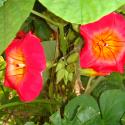 ipomoea candy king