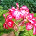 ivy-geraniums