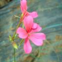 ivy-leaf geranium