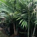 kentia palm