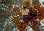 khajur